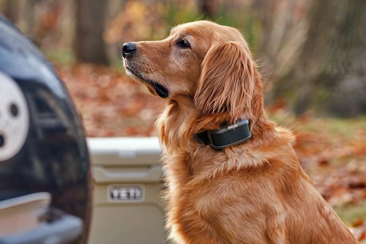 The world's first virtual dog leash ...